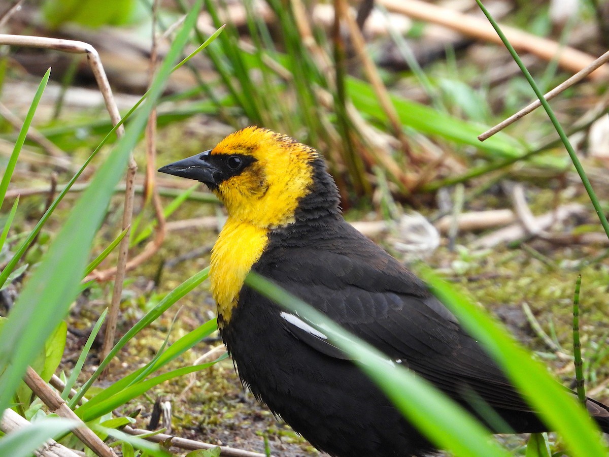 Yellow-headed Blackbird - ML155518041