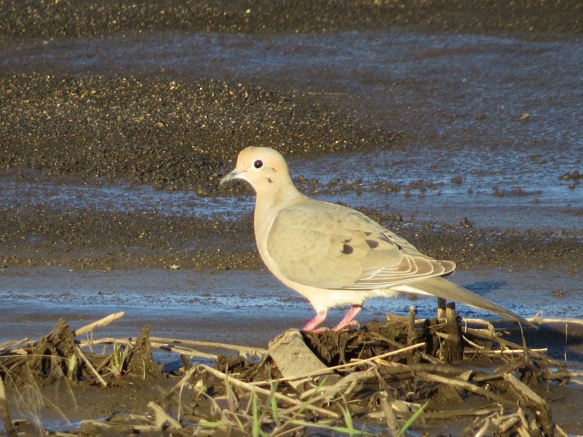 Mourning Dove - Chris Anderson