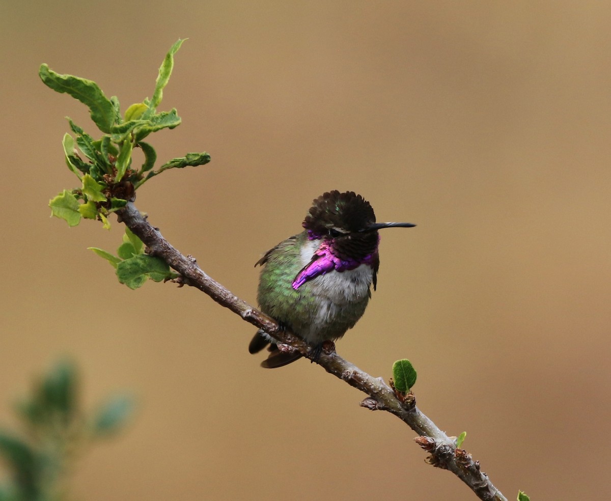 Costa's Hummingbird - ML155522081