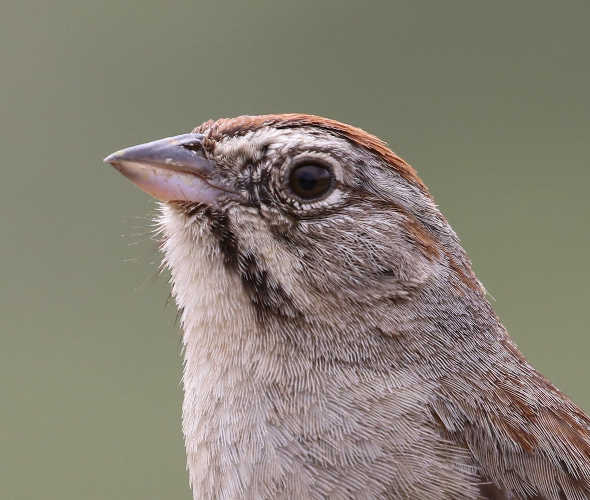 Rufous-crowned Sparrow - ML155522191