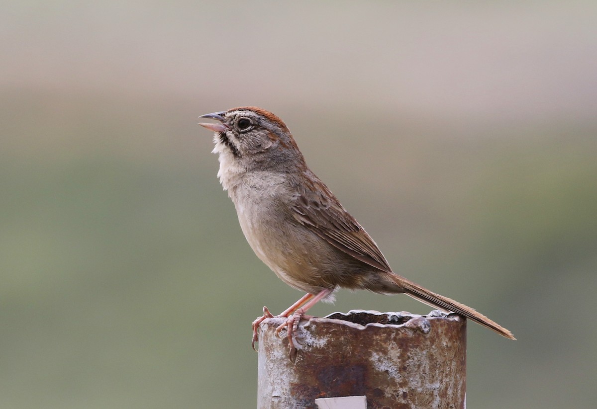 Rufous-crowned Sparrow - ML155522211
