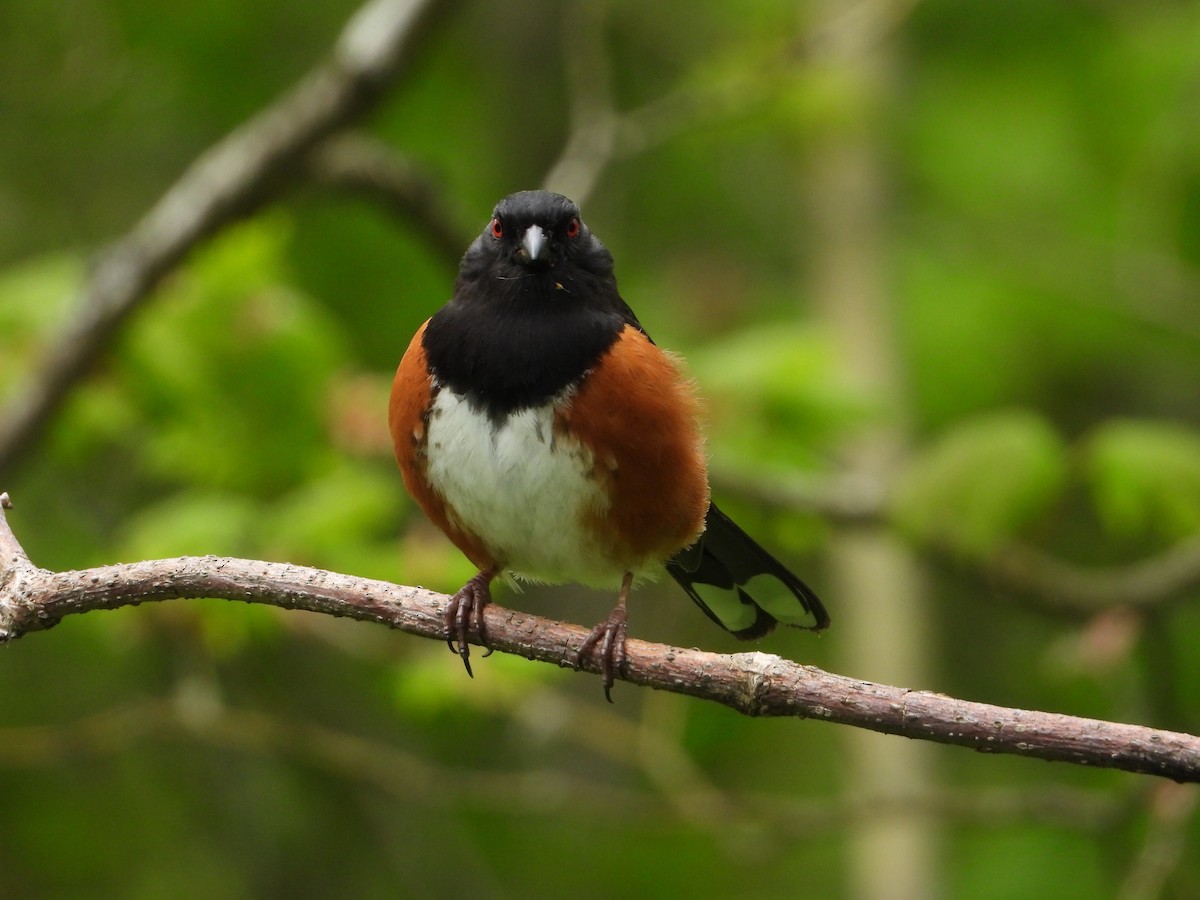 Spotted Towhee - ML155523641