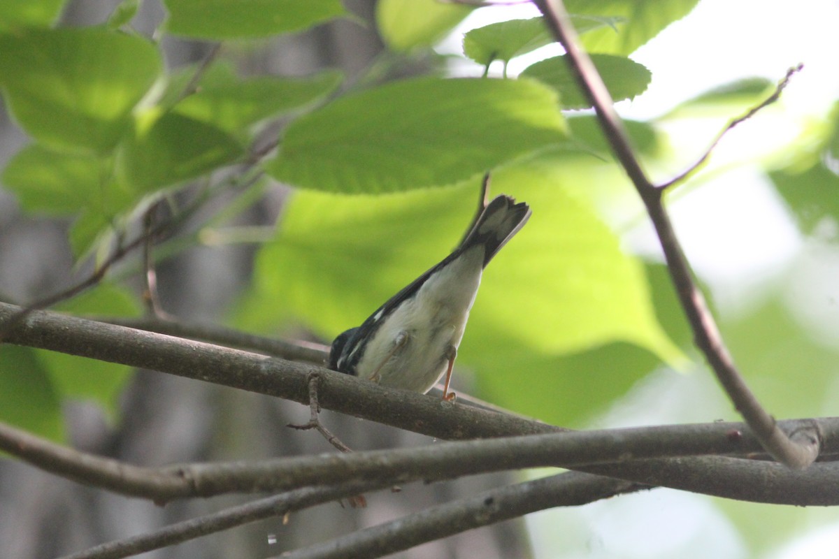 Black-throated Blue Warbler - Edward Landi