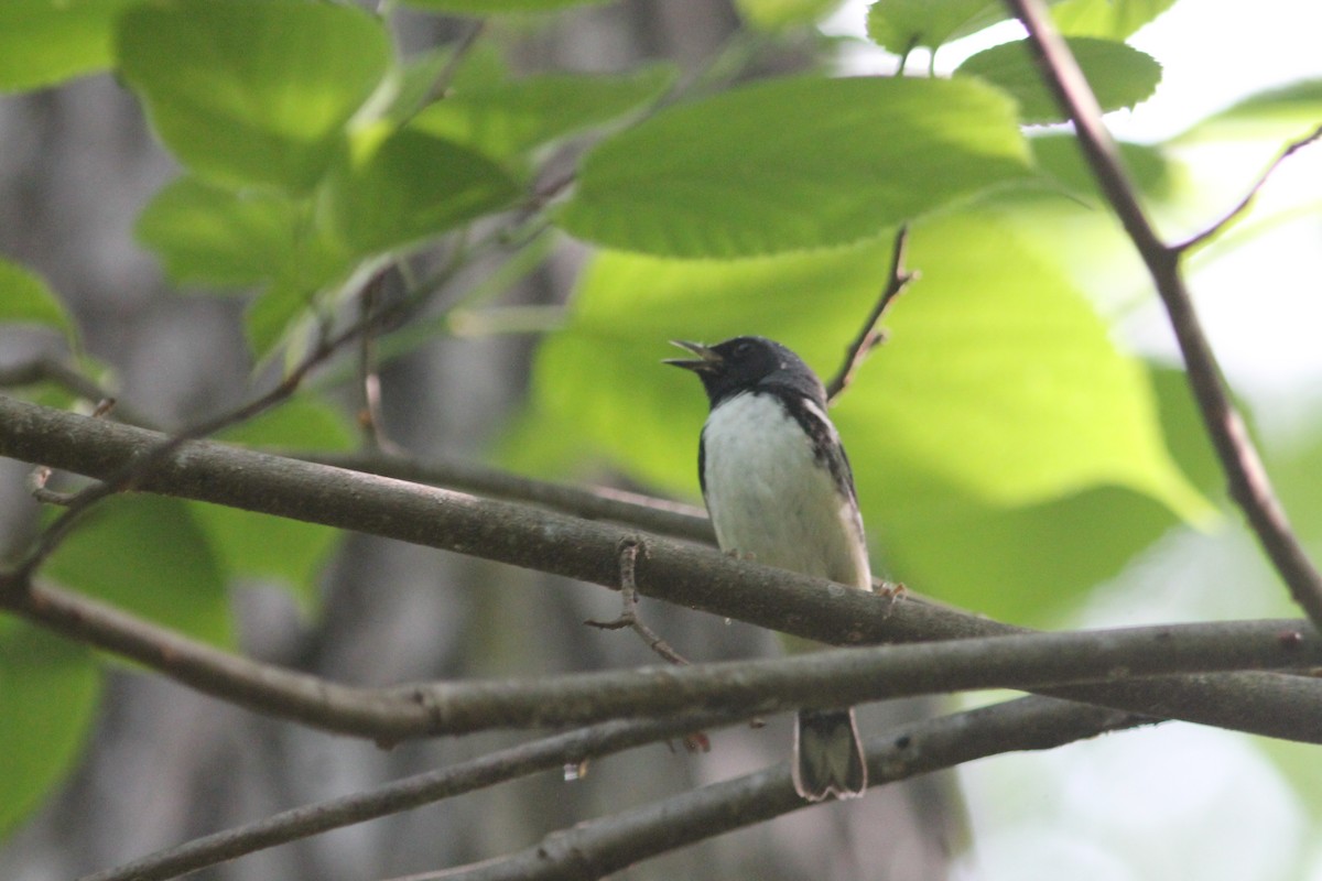 Black-throated Blue Warbler - Edward Landi