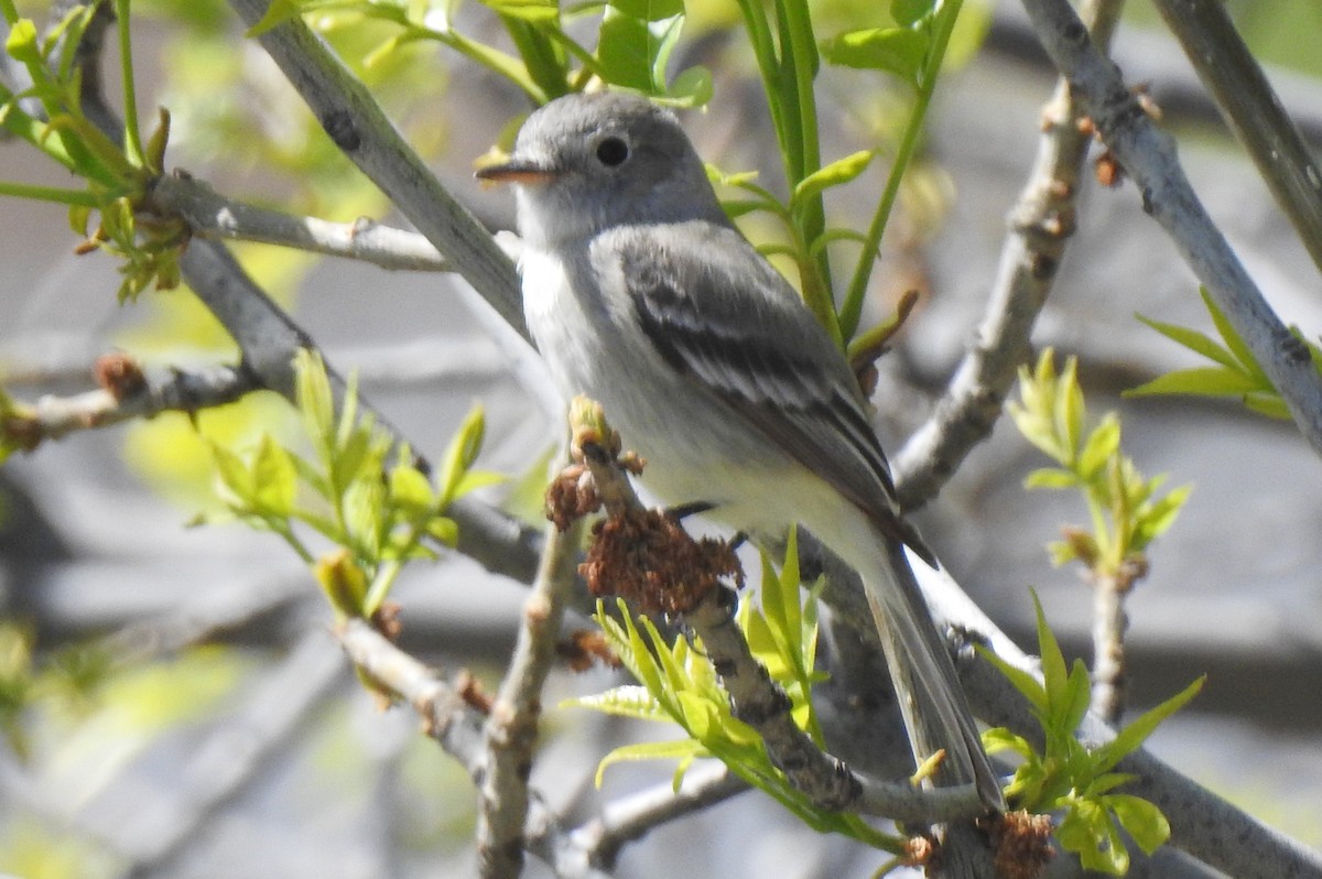 Gray Flycatcher - Diana LaSarge and Aaron Skirvin