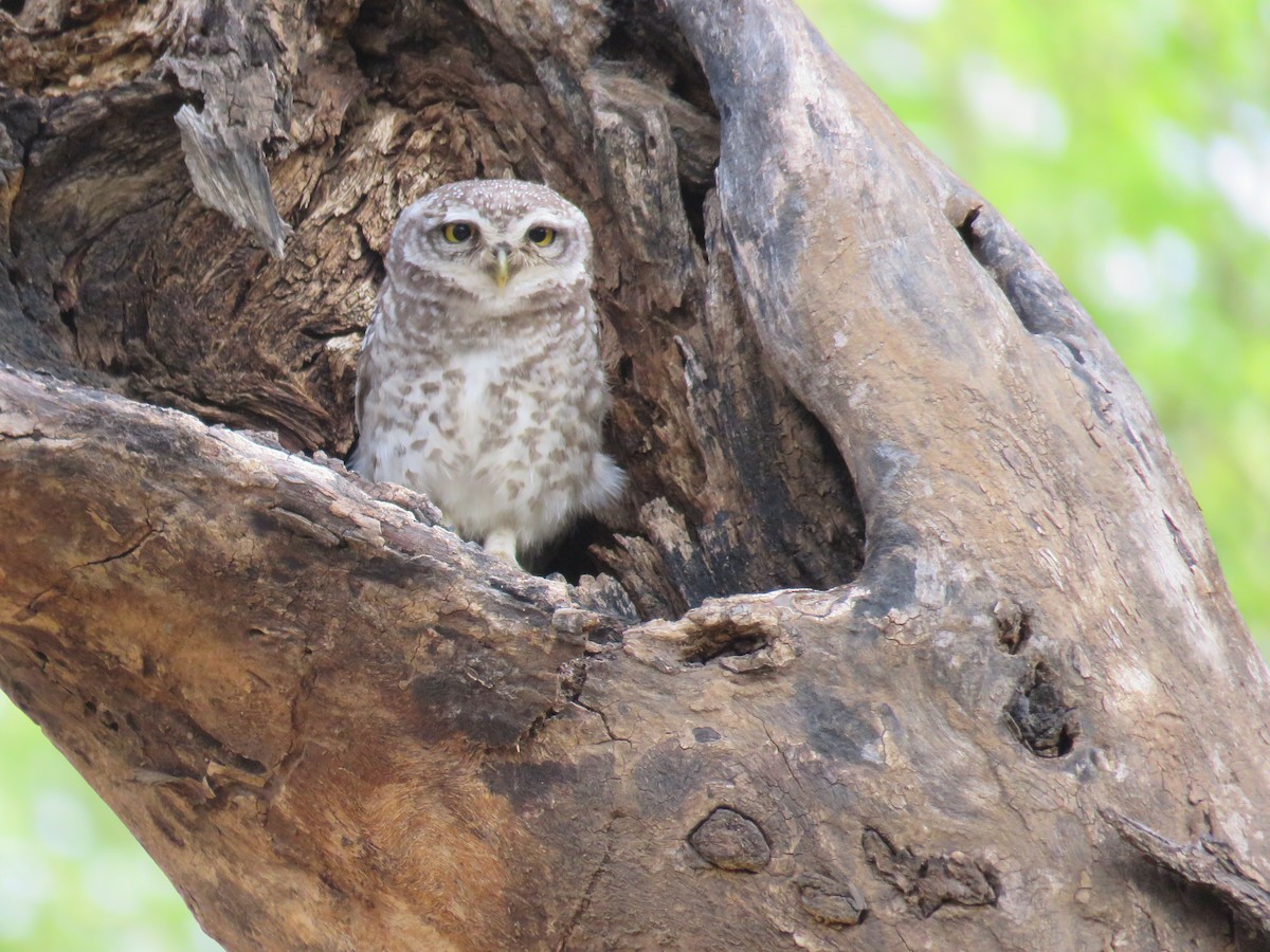 Spotted Owlet - Santharam V
