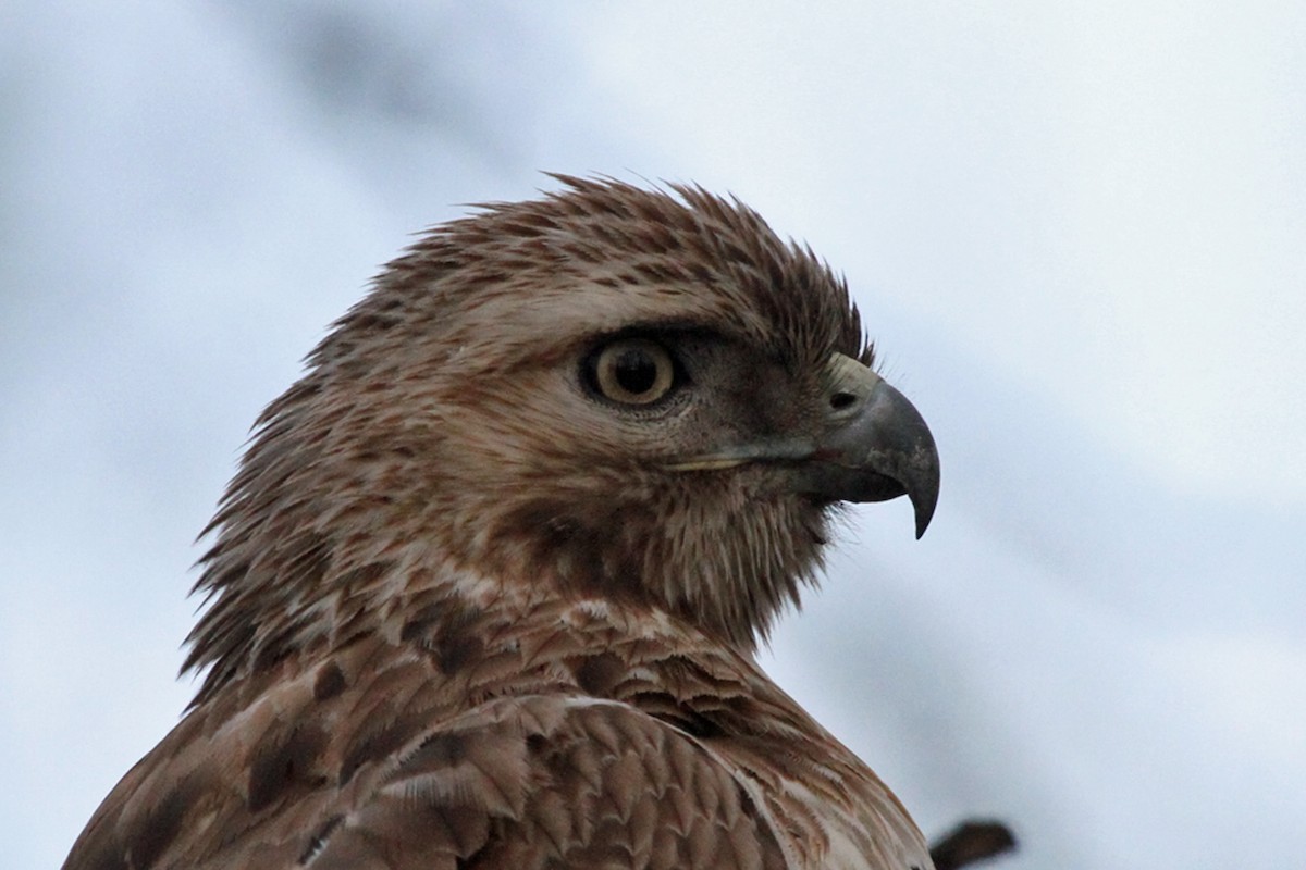 Red-tailed Hawk - ML155534601