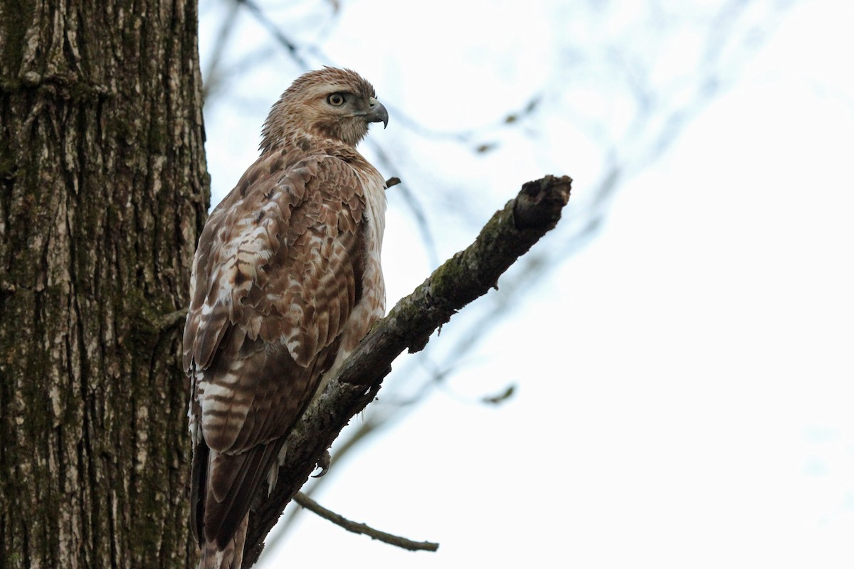 Red-tailed Hawk - ML155534611