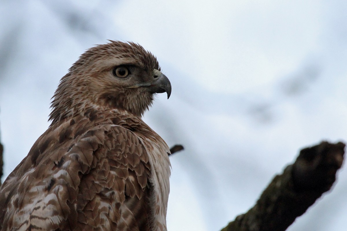 Red-tailed Hawk - ML155534621