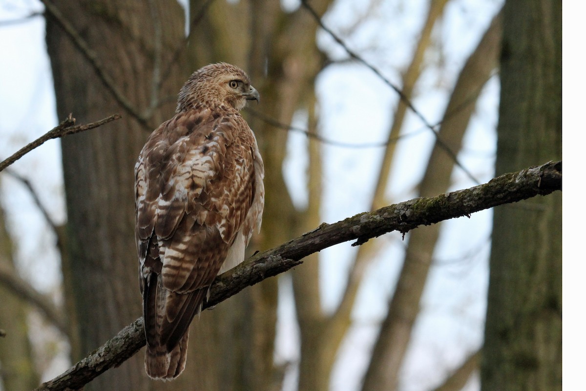 Red-tailed Hawk - Scott Cohrs