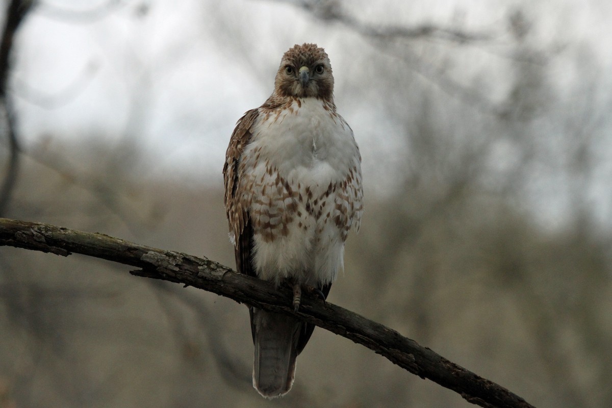 Red-tailed Hawk - ML155534641