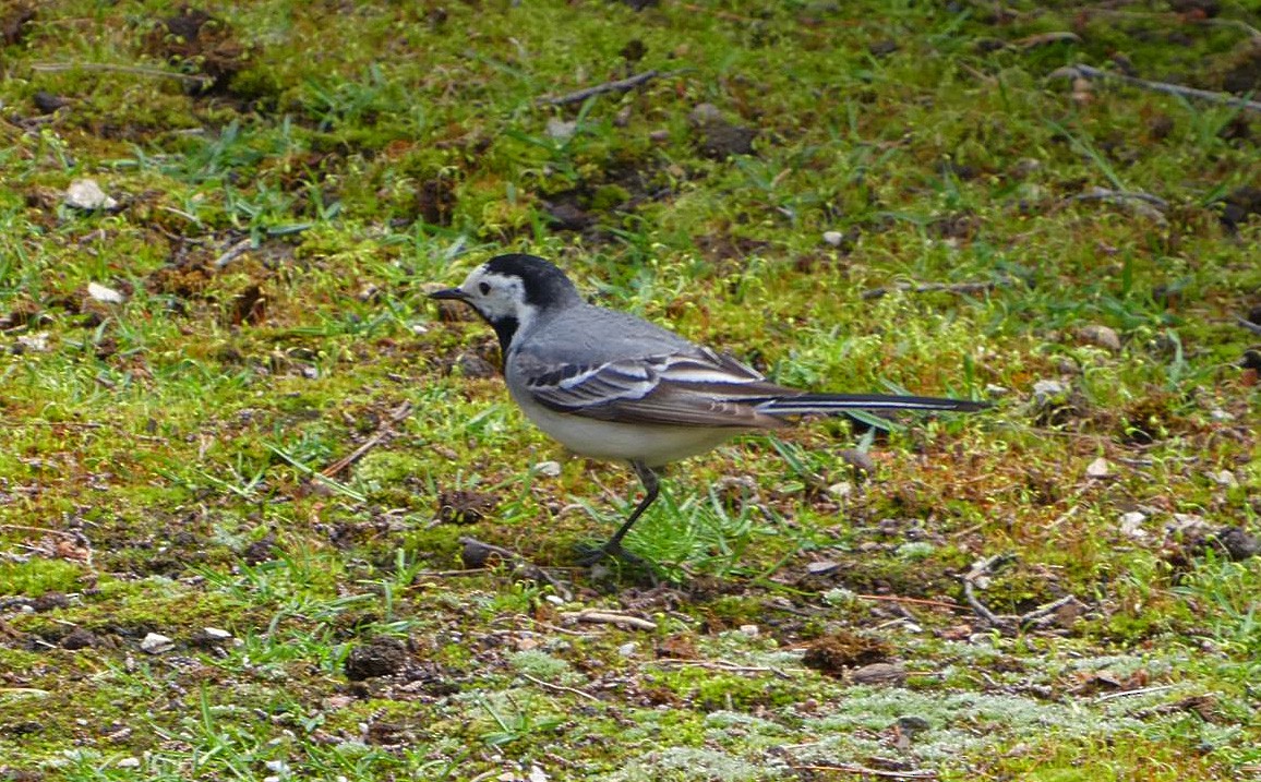 White Wagtail - Paul Lewis