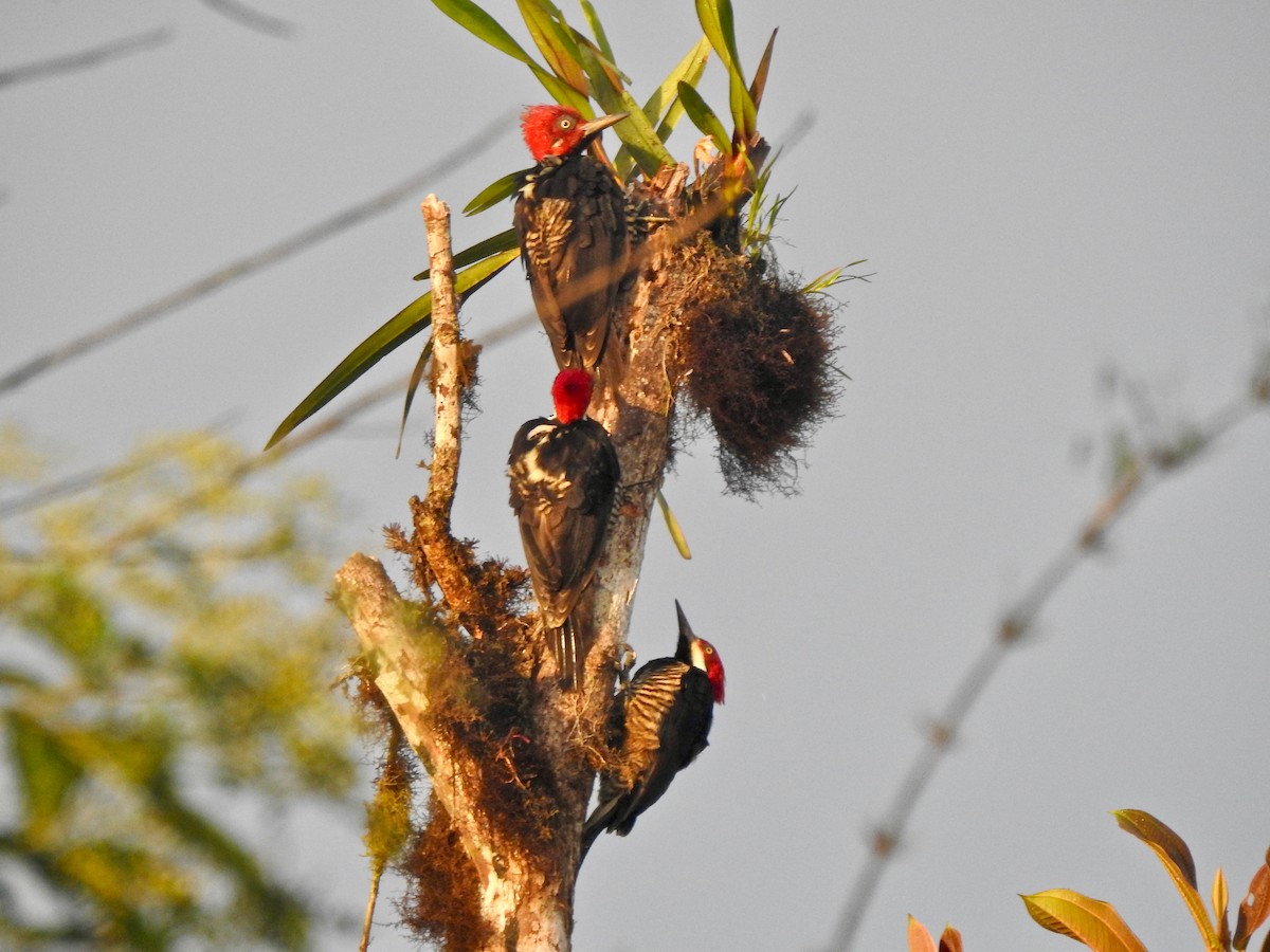 Guayaquil Woodpecker - Colin Palethorpe