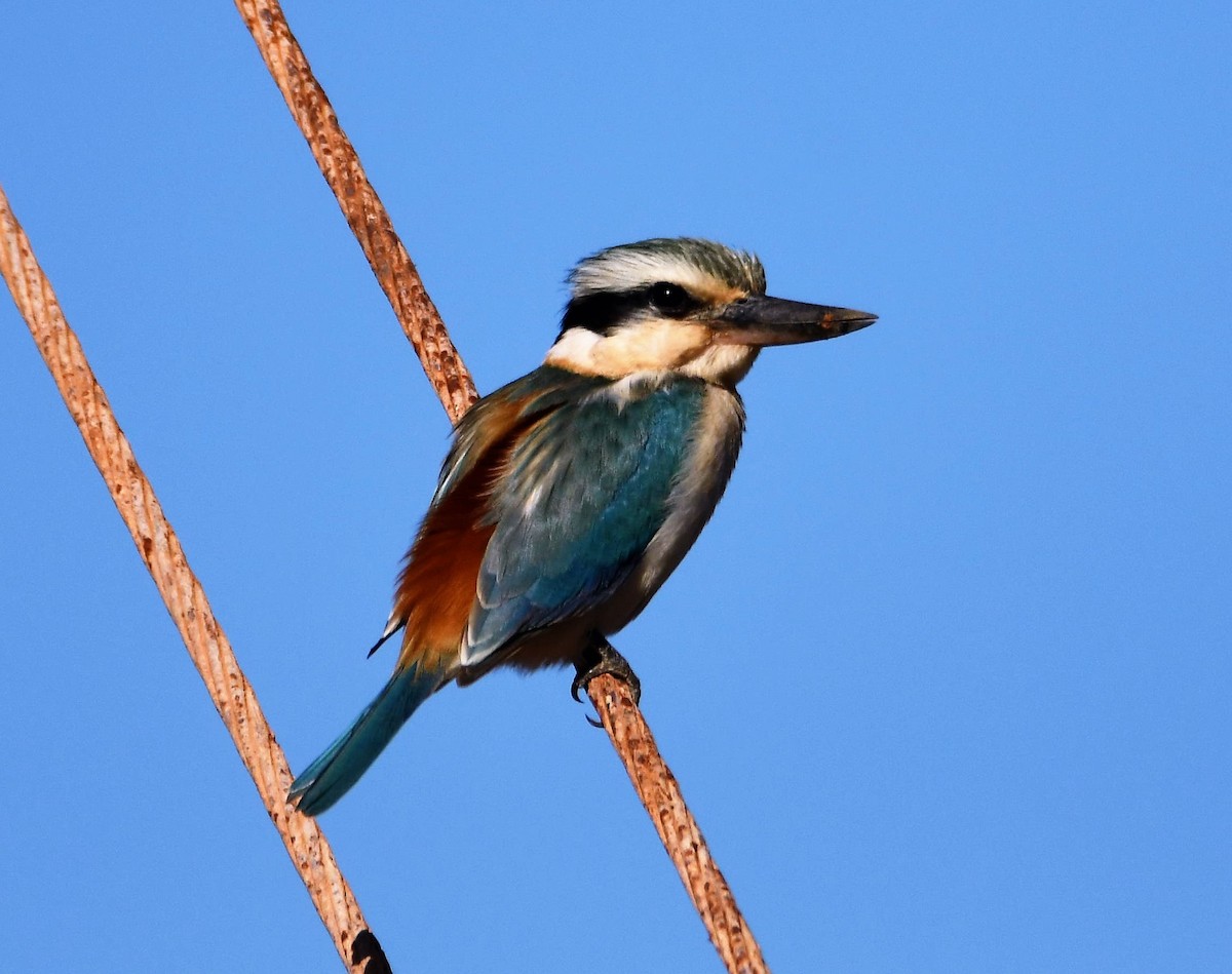 Red-backed Kingfisher - ML155546691