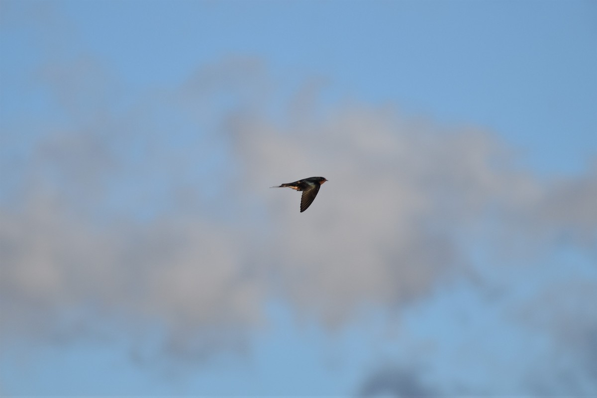 Barn Swallow - ML155547131