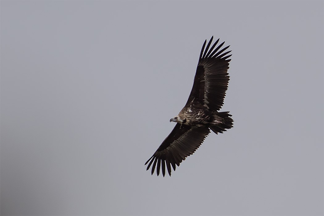 Cinereous Vulture - ML155547571