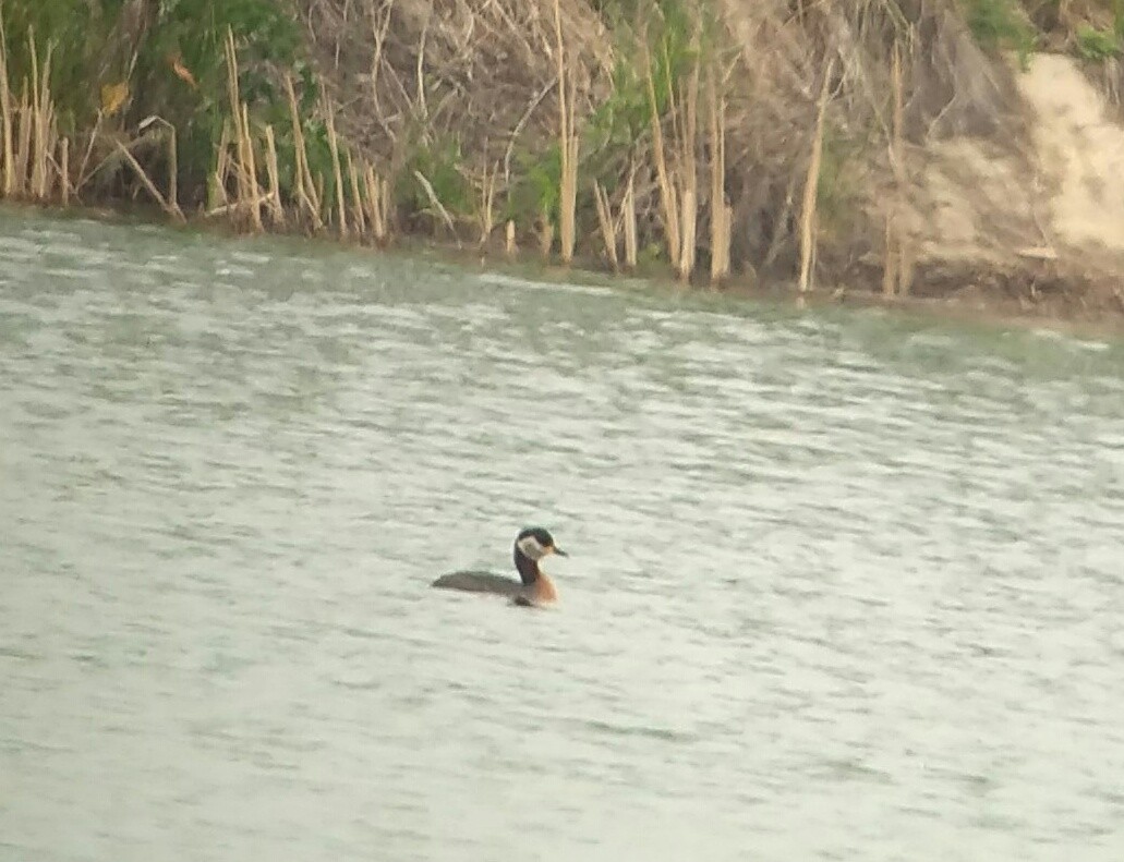 Red-necked Grebe - ML155547661