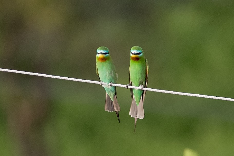 Blue-cheeked Bee-eater - ML155551051