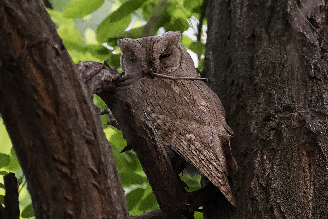 Pallid Scops-Owl - Göktuğ  Güzelbey