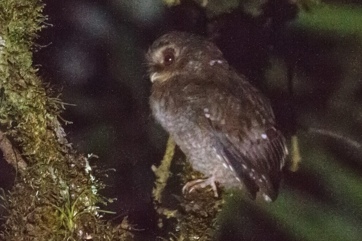 Long-whiskered Owlet - ML155552501