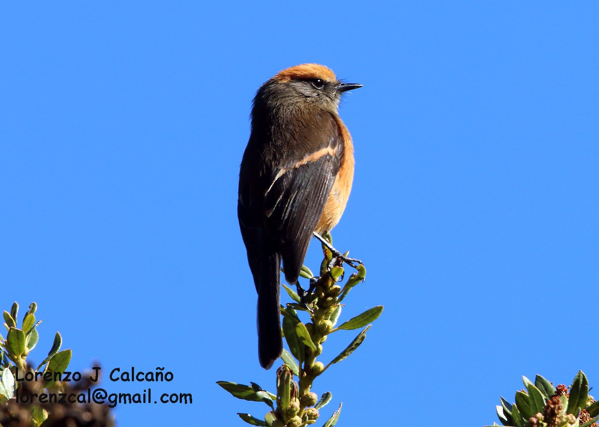 Rufous-browed Chat-Tyrant - ML155553121
