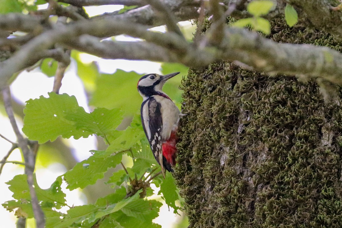 Great Spotted Woodpecker (Atlas) - ML155553331