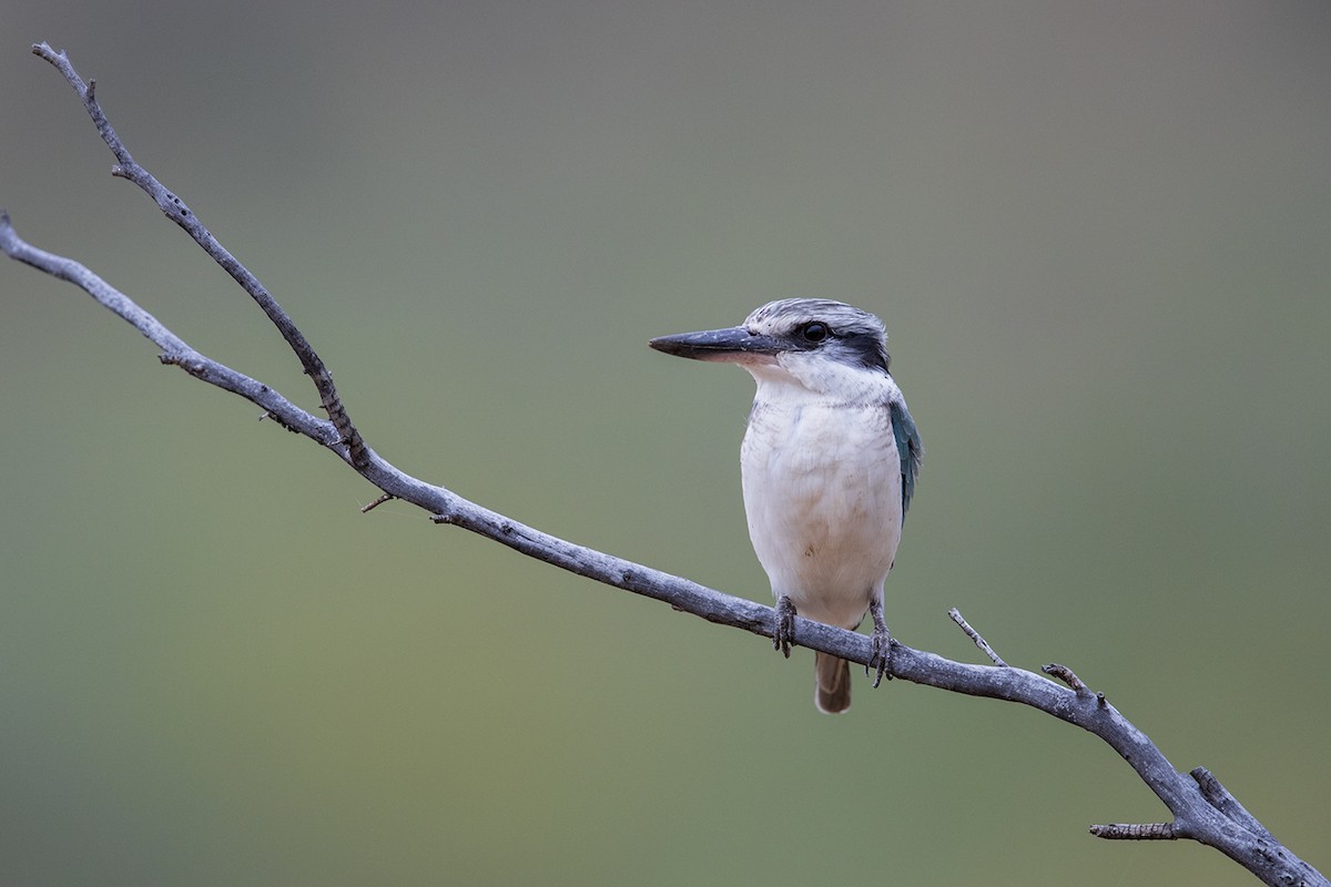 Red-backed Kingfisher - ML155554041
