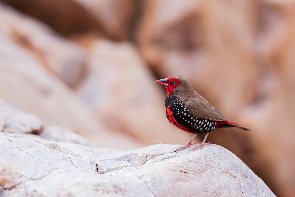 Painted Firetail - ML155554161