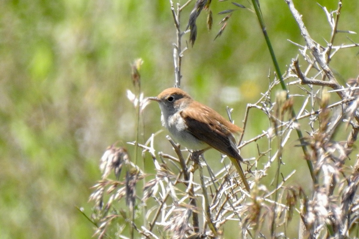 Common Nightingale (megarhynchos/africana) - Tommy Pedersen