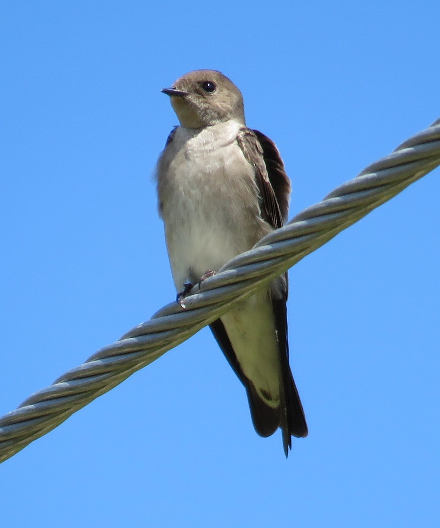 Northern Rough-winged Swallow - George and Teresa Baker