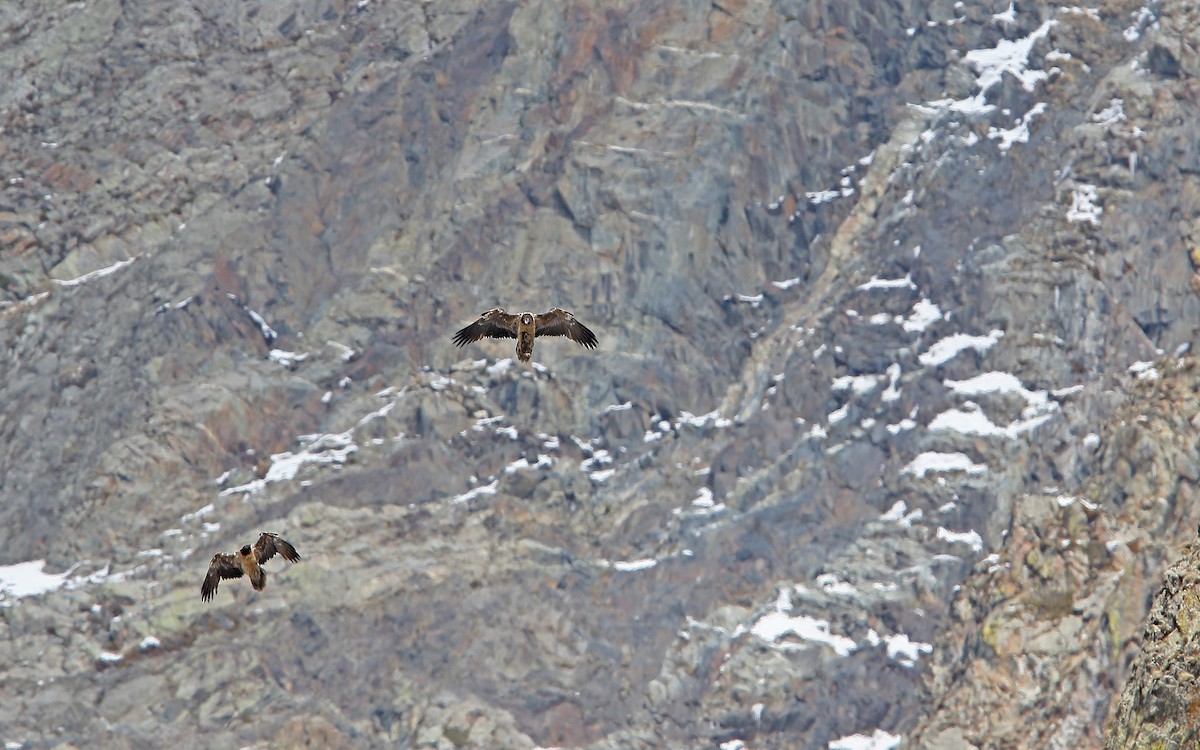 Bearded Vulture - ML155554421