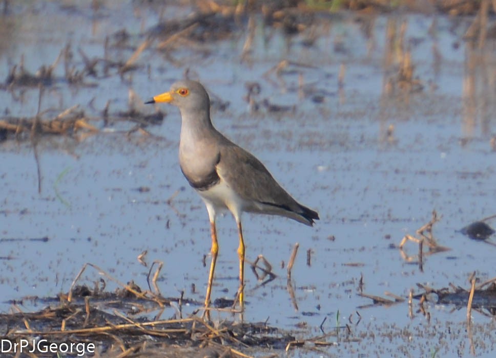 Gray-headed Lapwing - Dr George P J