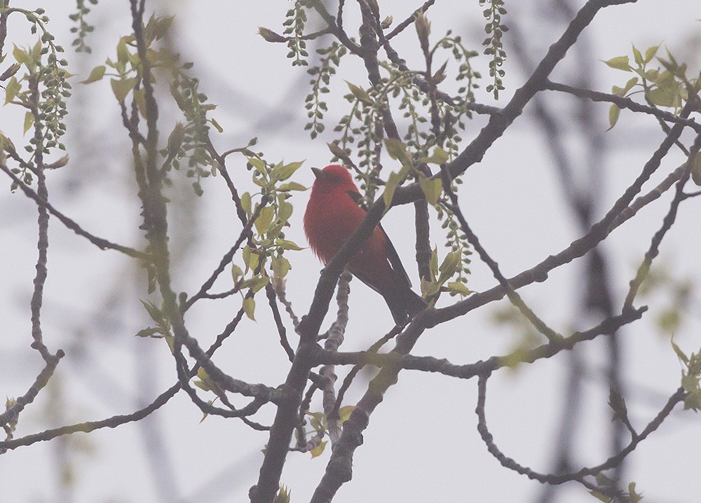 Scarlet Tanager - ML155566961