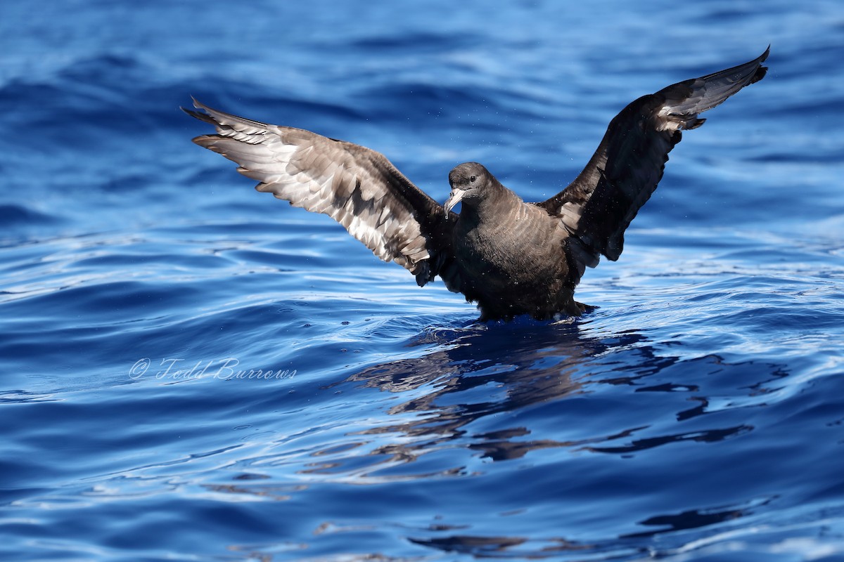 Flesh-footed Shearwater - ML155571411