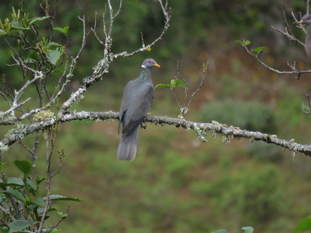 Band-tailed Pigeon - ML155573411