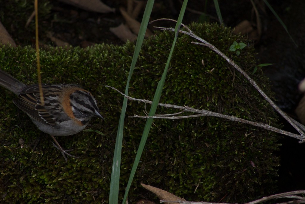 Rufous-collared Sparrow - ML155573891