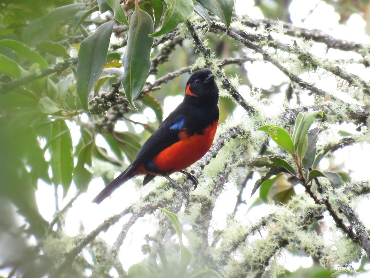 Scarlet-bellied Mountain Tanager - ML155573901