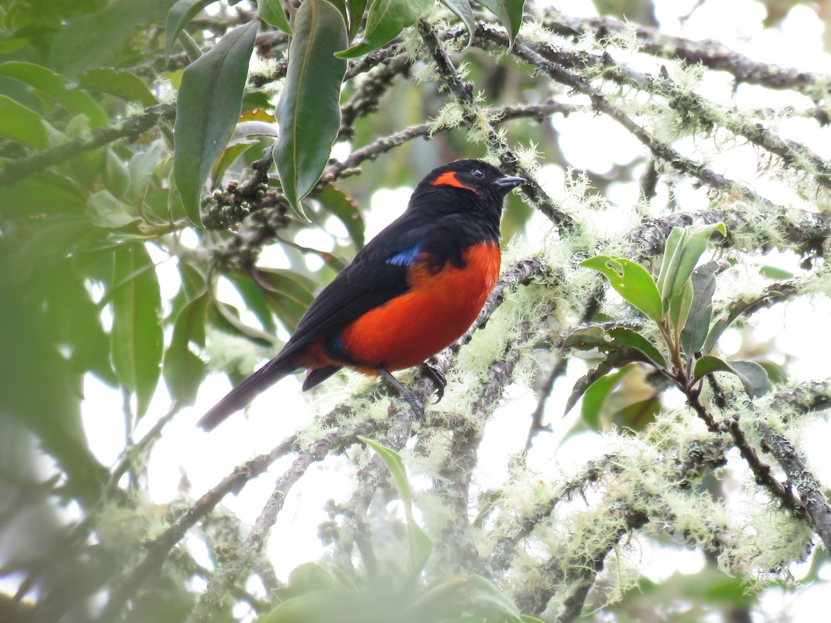 Scarlet-bellied Mountain Tanager - ML155573911