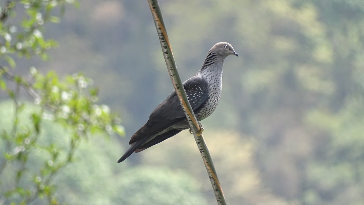 Speckled Wood-Pigeon - ML155575011