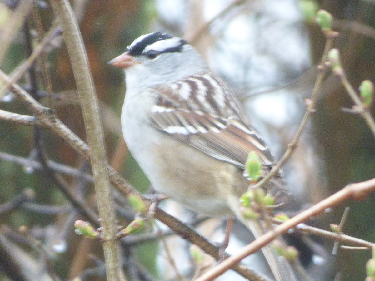 White-crowned Sparrow - ML155575211