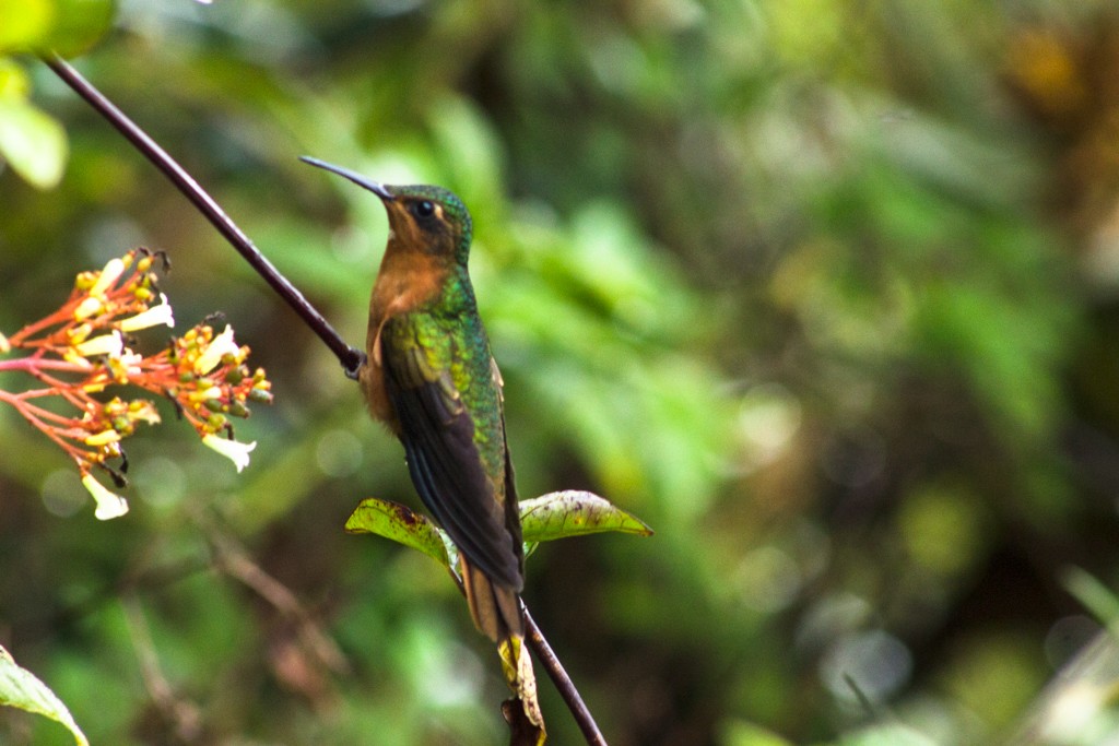 Rufous-breasted Sabrewing - ML155575591
