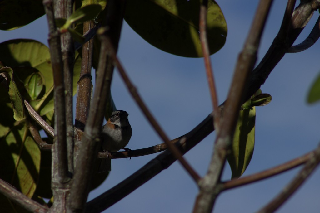 Rufous-collared Sparrow - ML155575681
