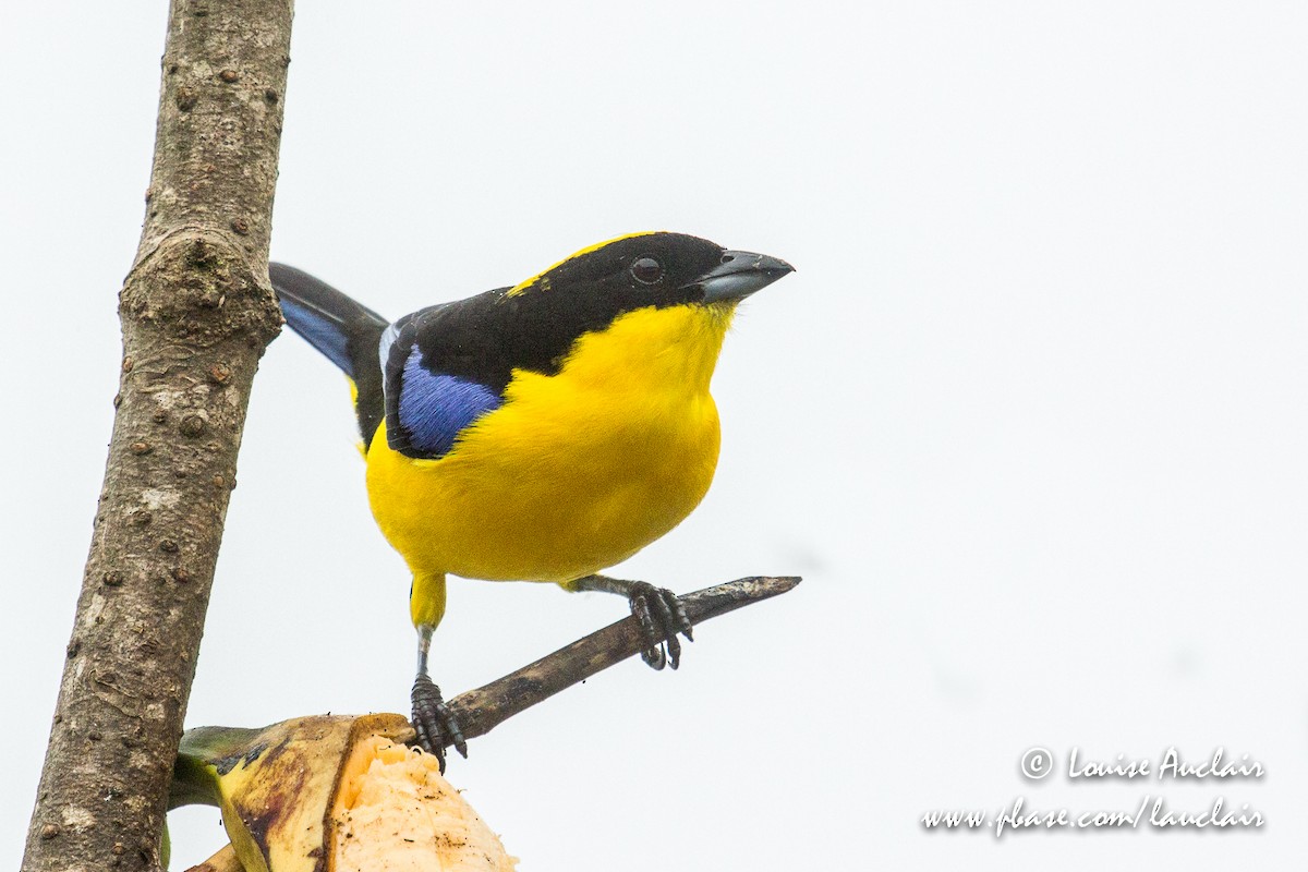 Blue-winged Mountain Tanager - Louise Auclair