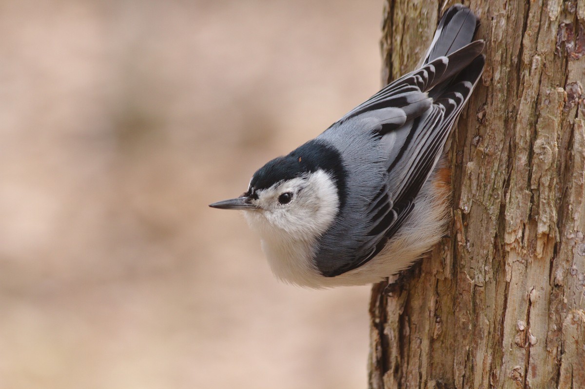 White-breasted Nuthatch - ML155576981