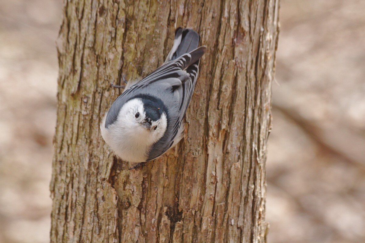 White-breasted Nuthatch - ML155576991