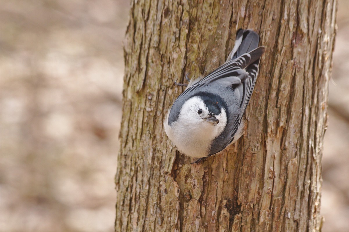 White-breasted Nuthatch - ML155577001