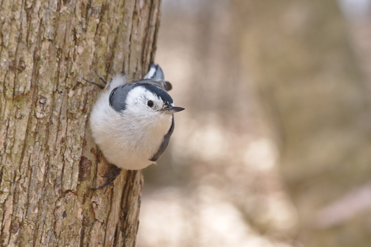 White-breasted Nuthatch - ML155577011