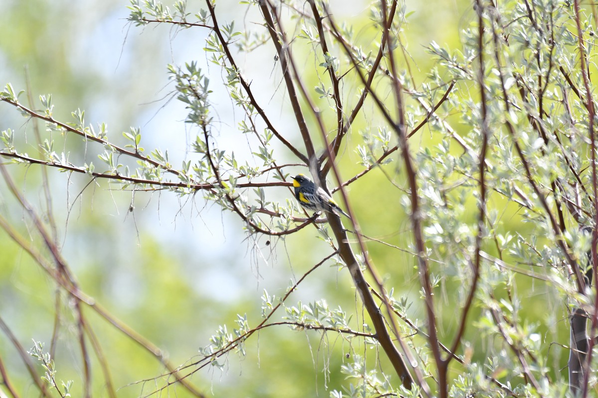 Yellow-rumped Warbler (Audubon's) - ML155577361