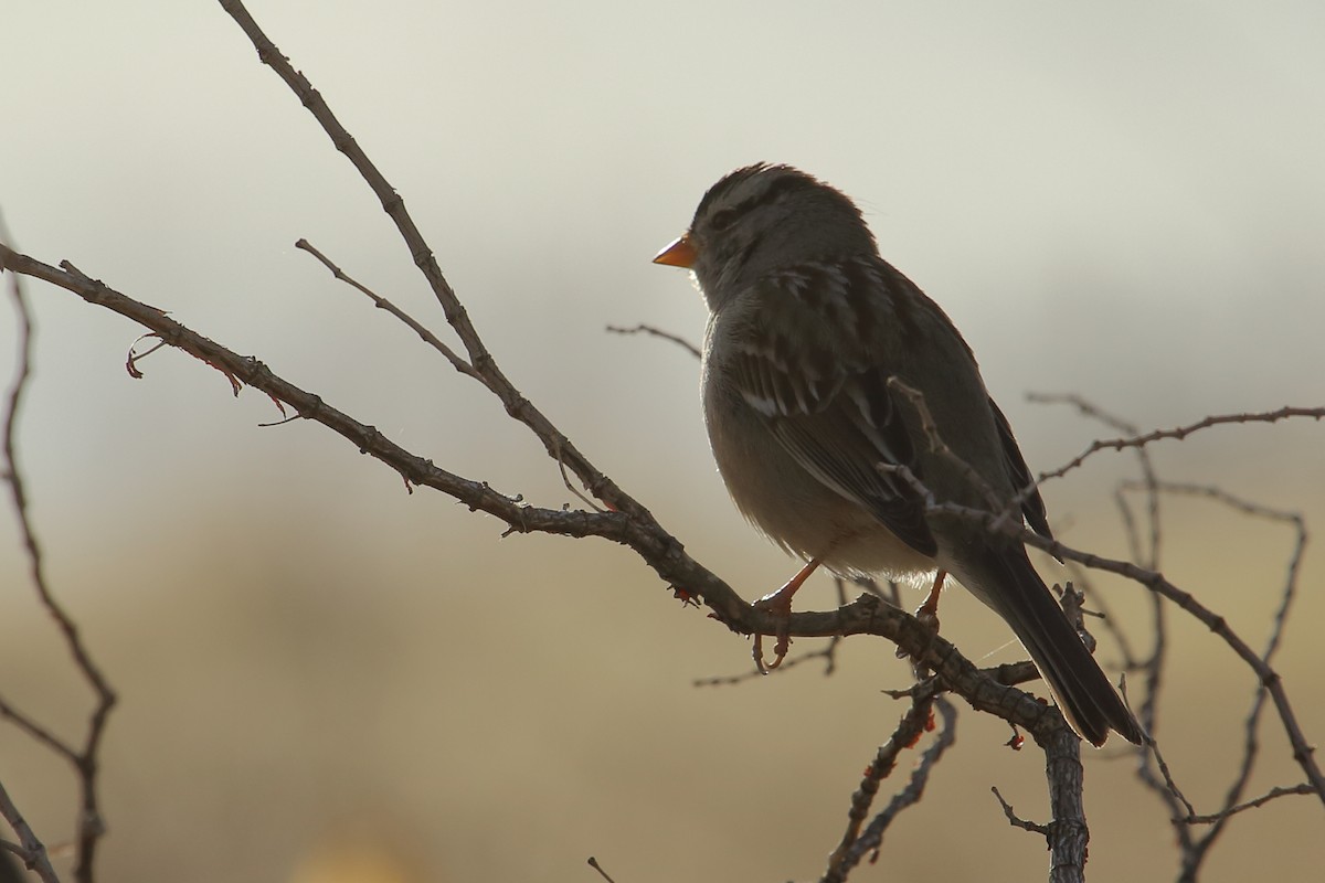 White-crowned Sparrow - ML155578551