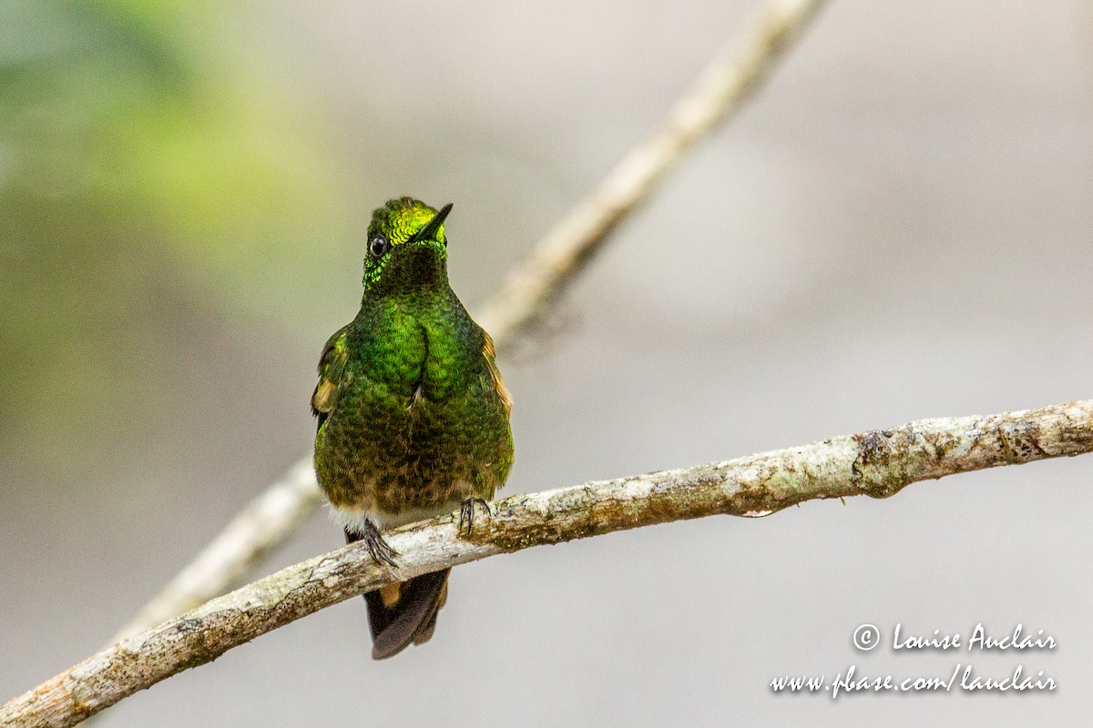 hummingbird sp. - Louise Auclair